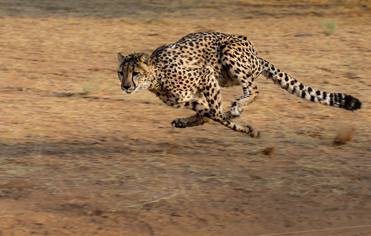cheetah