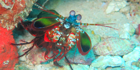 Mantis Shrimp