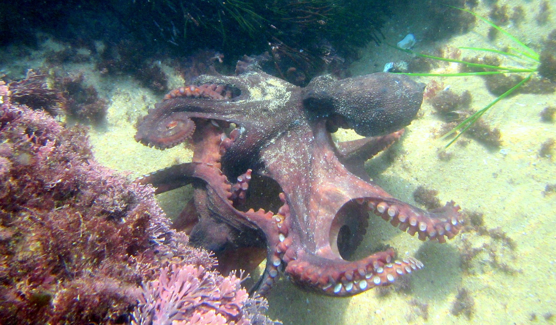 Octopus